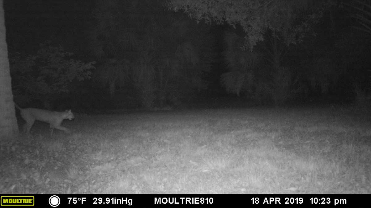 2019-04-18bobcat-.jpg