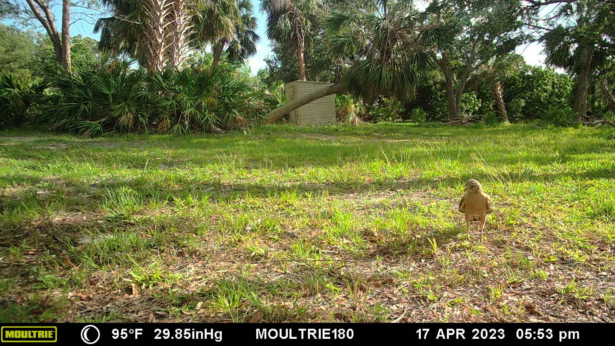 2023-04-17Hawk.jpg