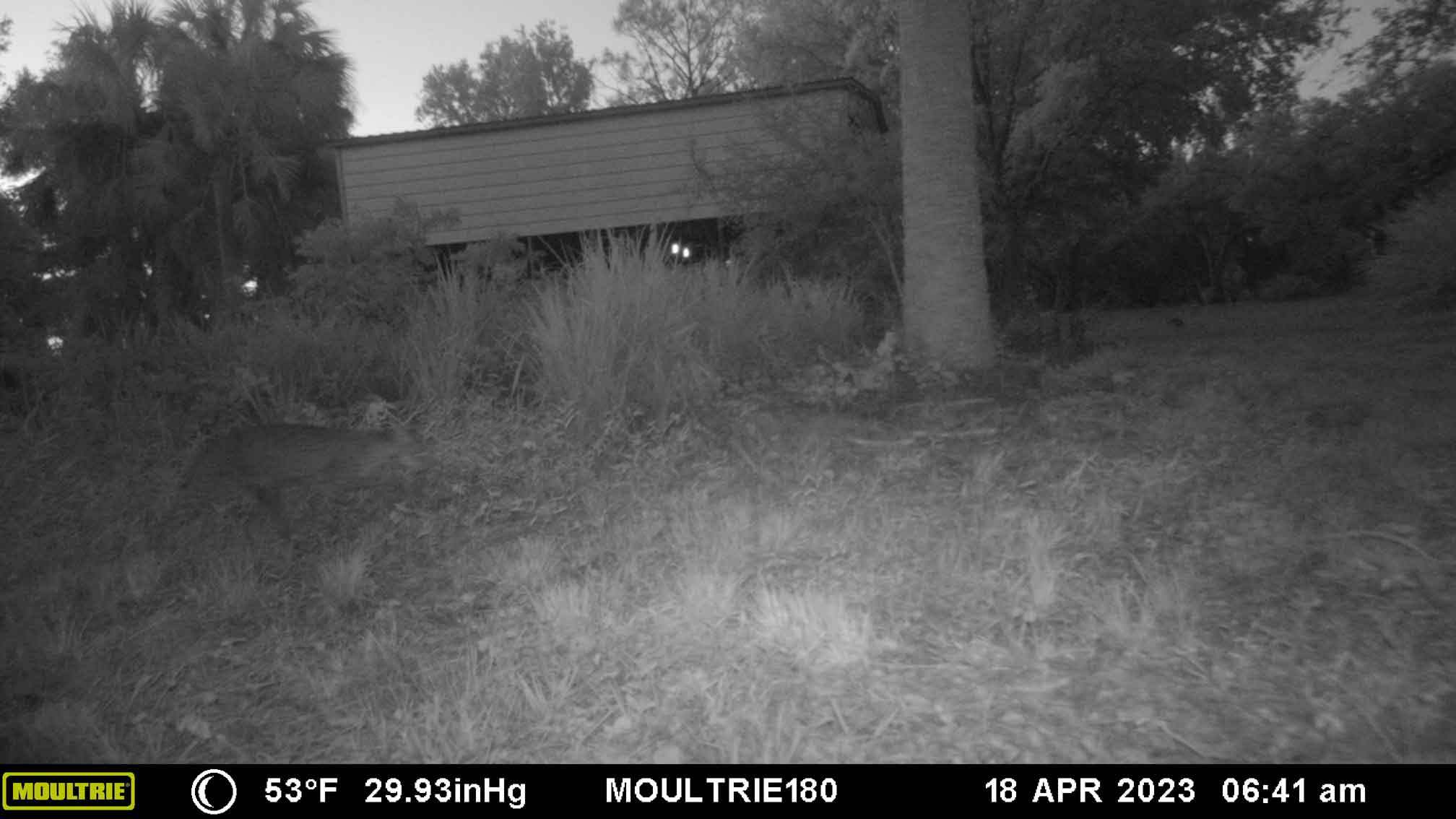 2023-04-18Bobcat.jpg