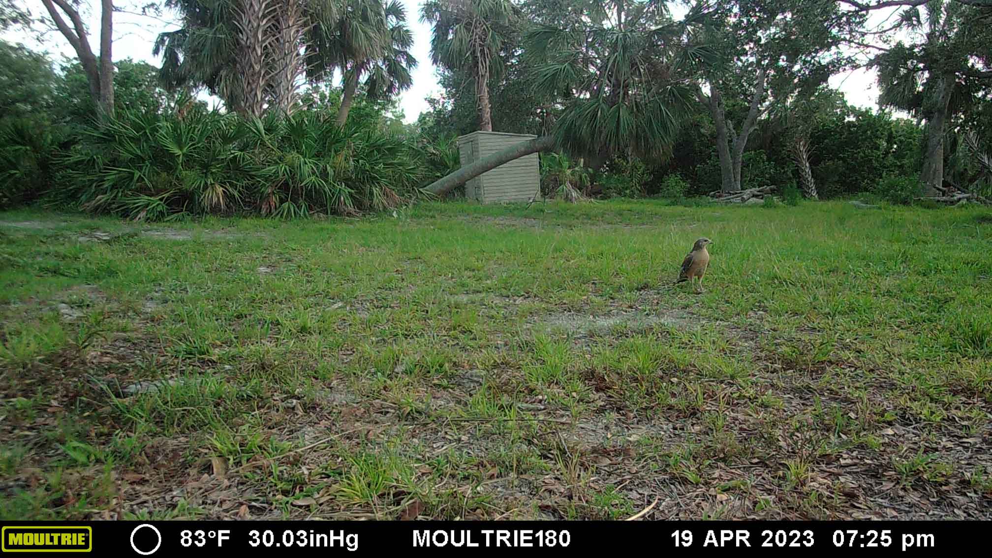 2023-04-19Hawk.jpg