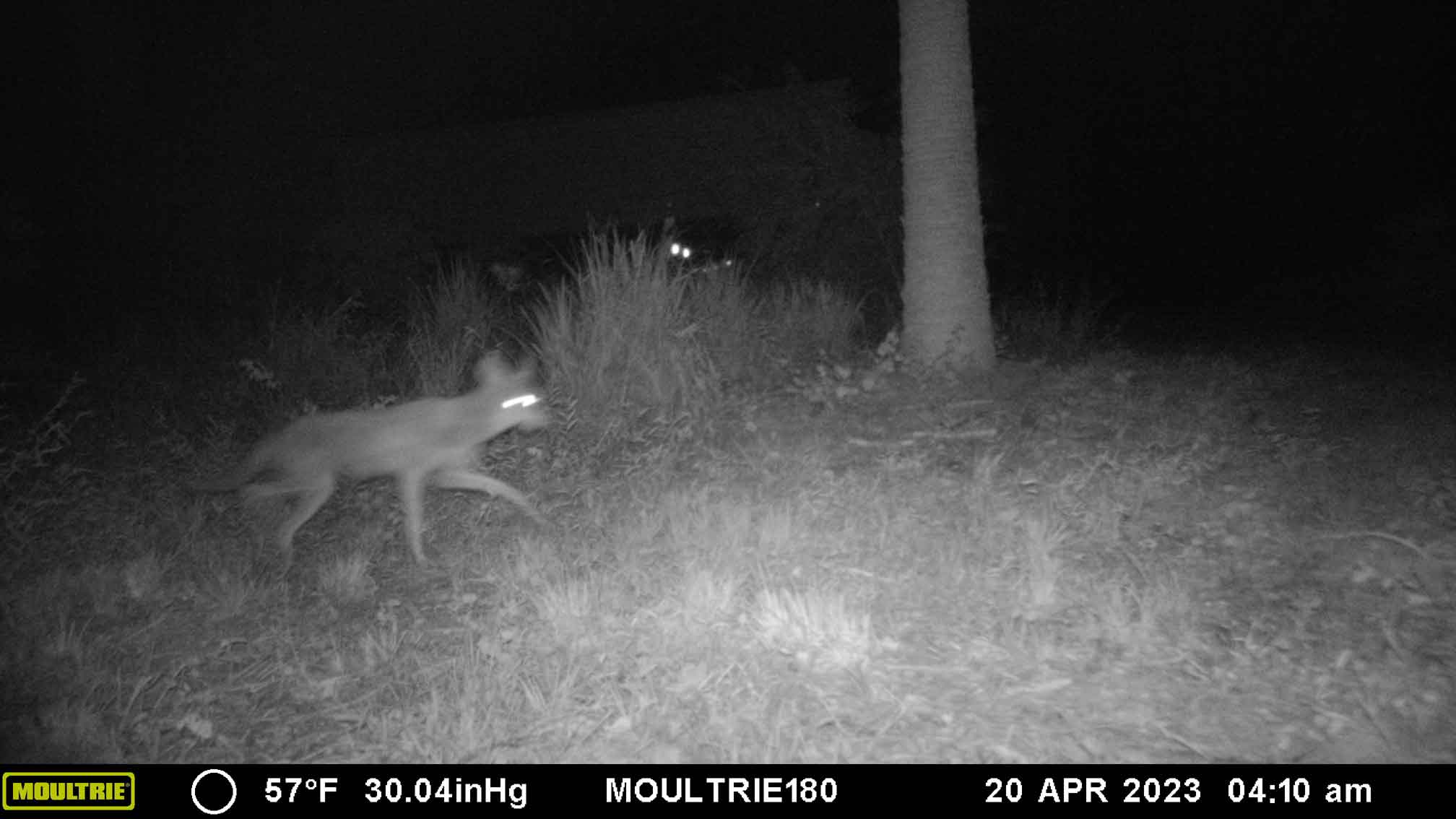 2023-04-20Coyote.jpg