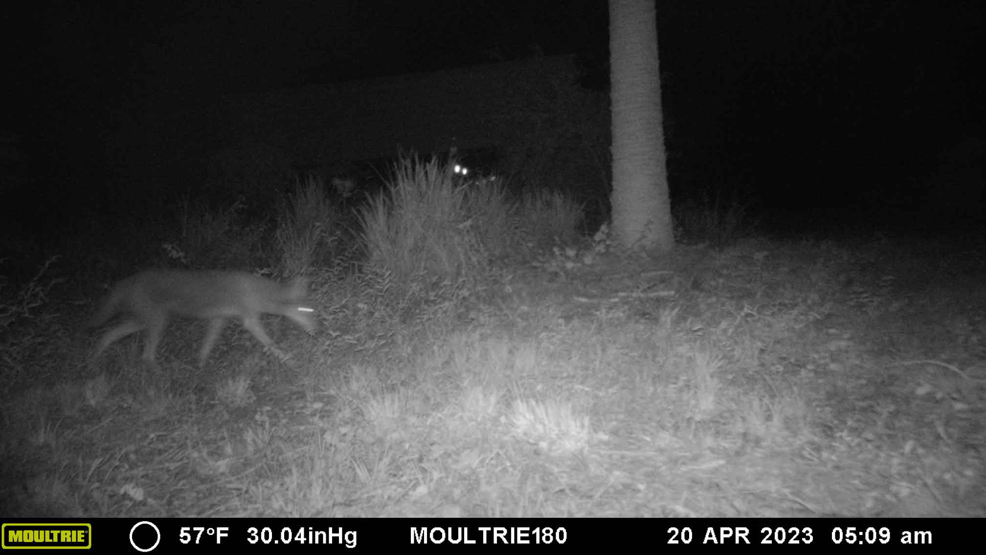 2023-04-20CoyoteAgain.jpg
