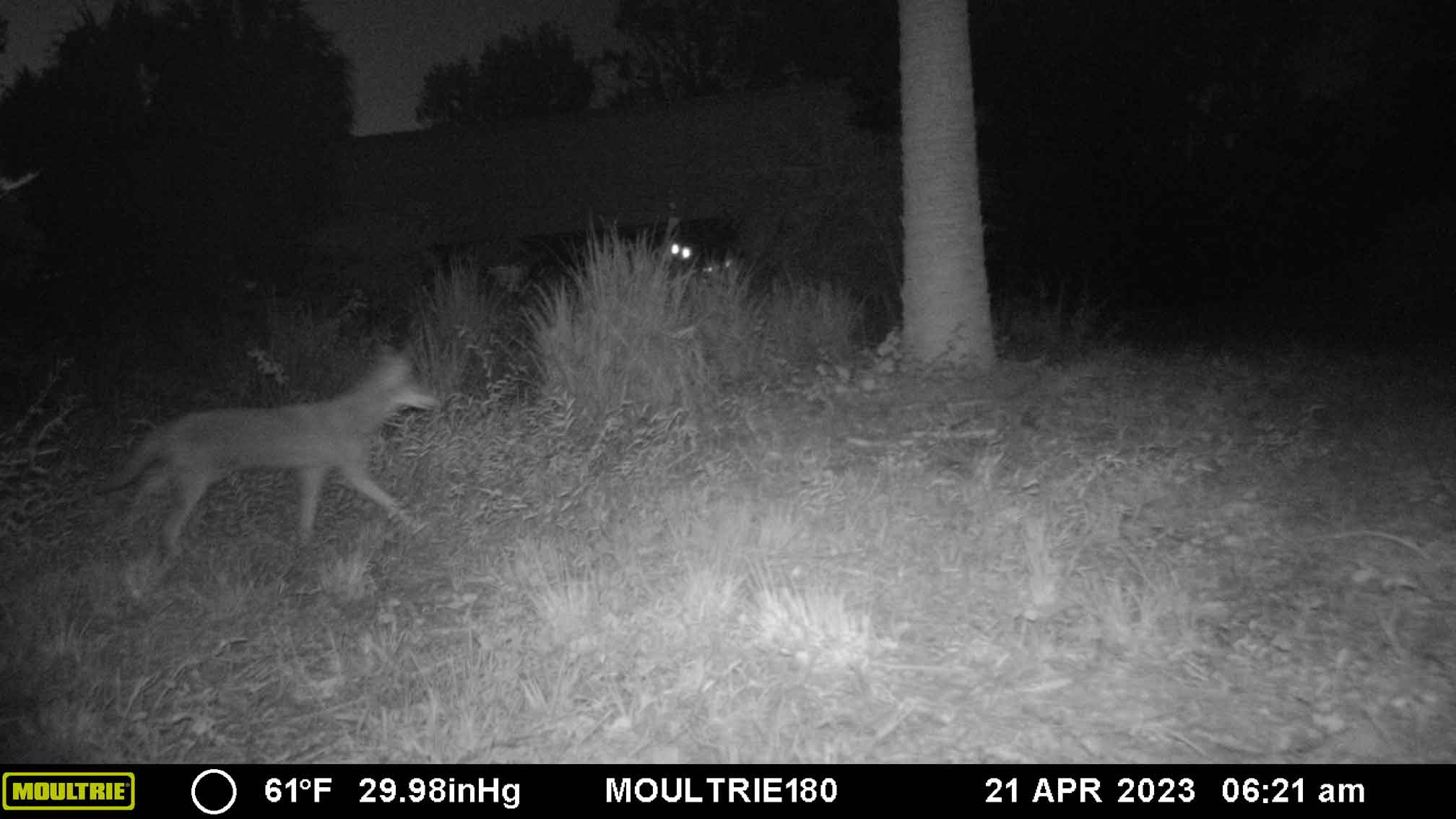 2023-04-21Coyote.jpg