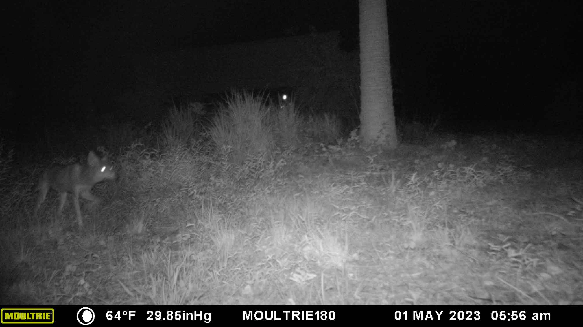 2023-05-01Coyote.jpg