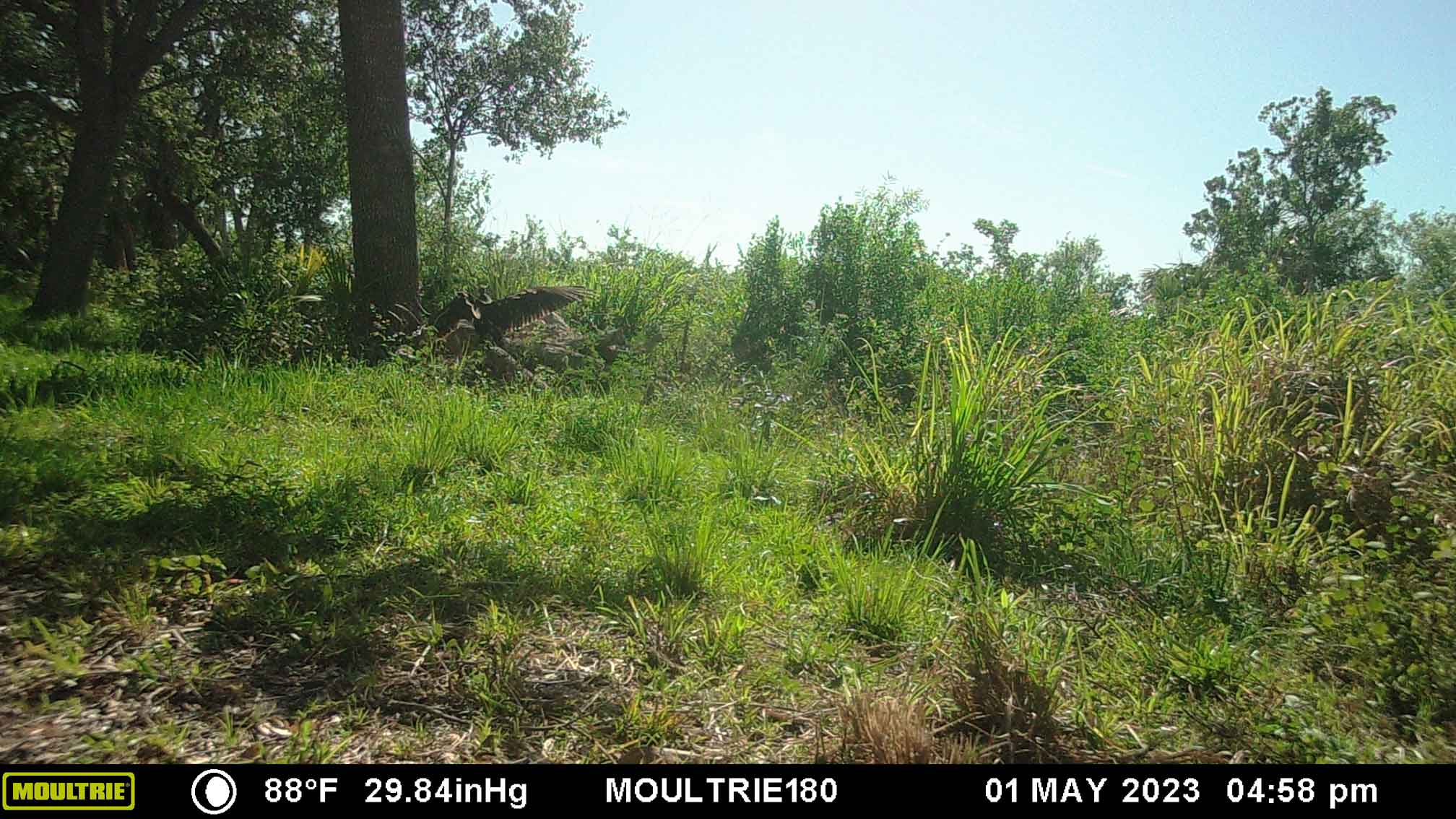 2023-05-01Vulture.jpg