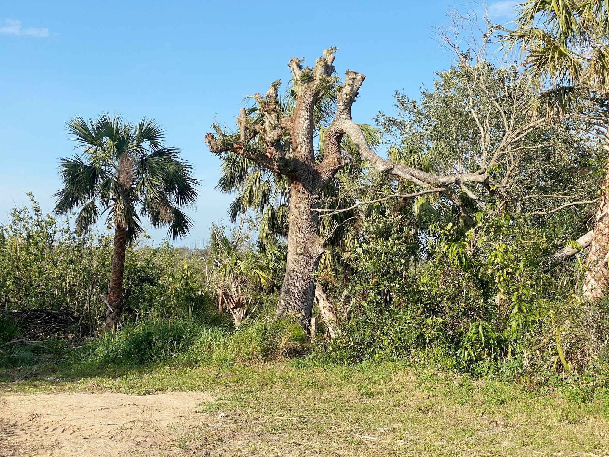 2023OakStanding.jpg