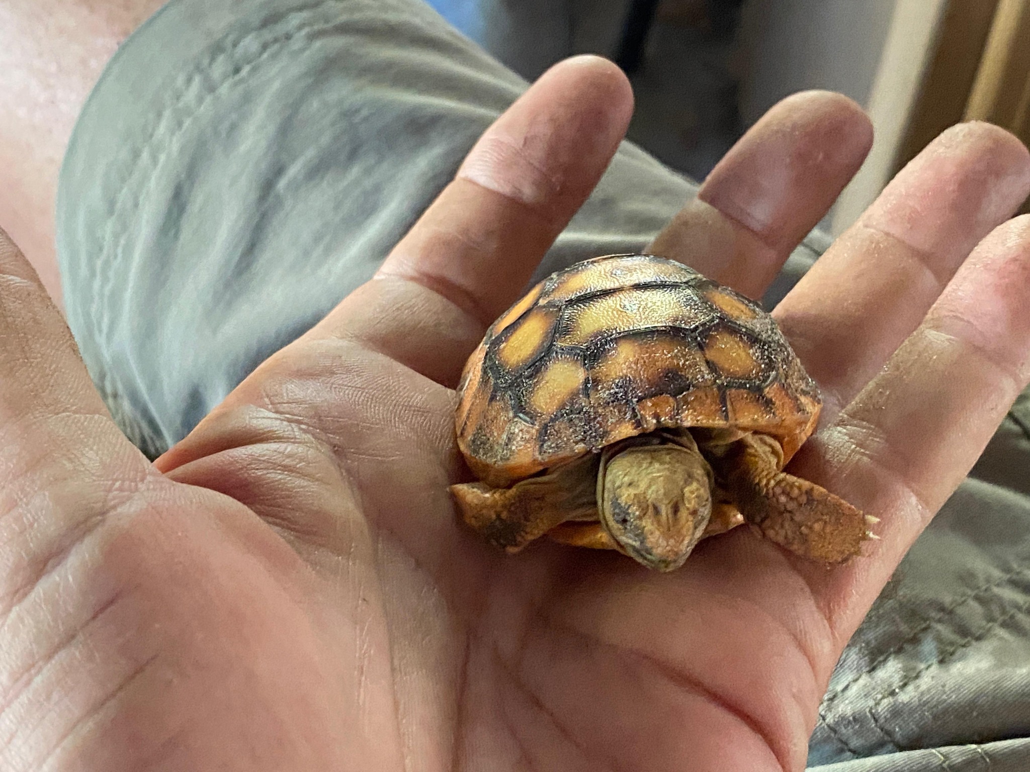 BabyGopher2023.jpg