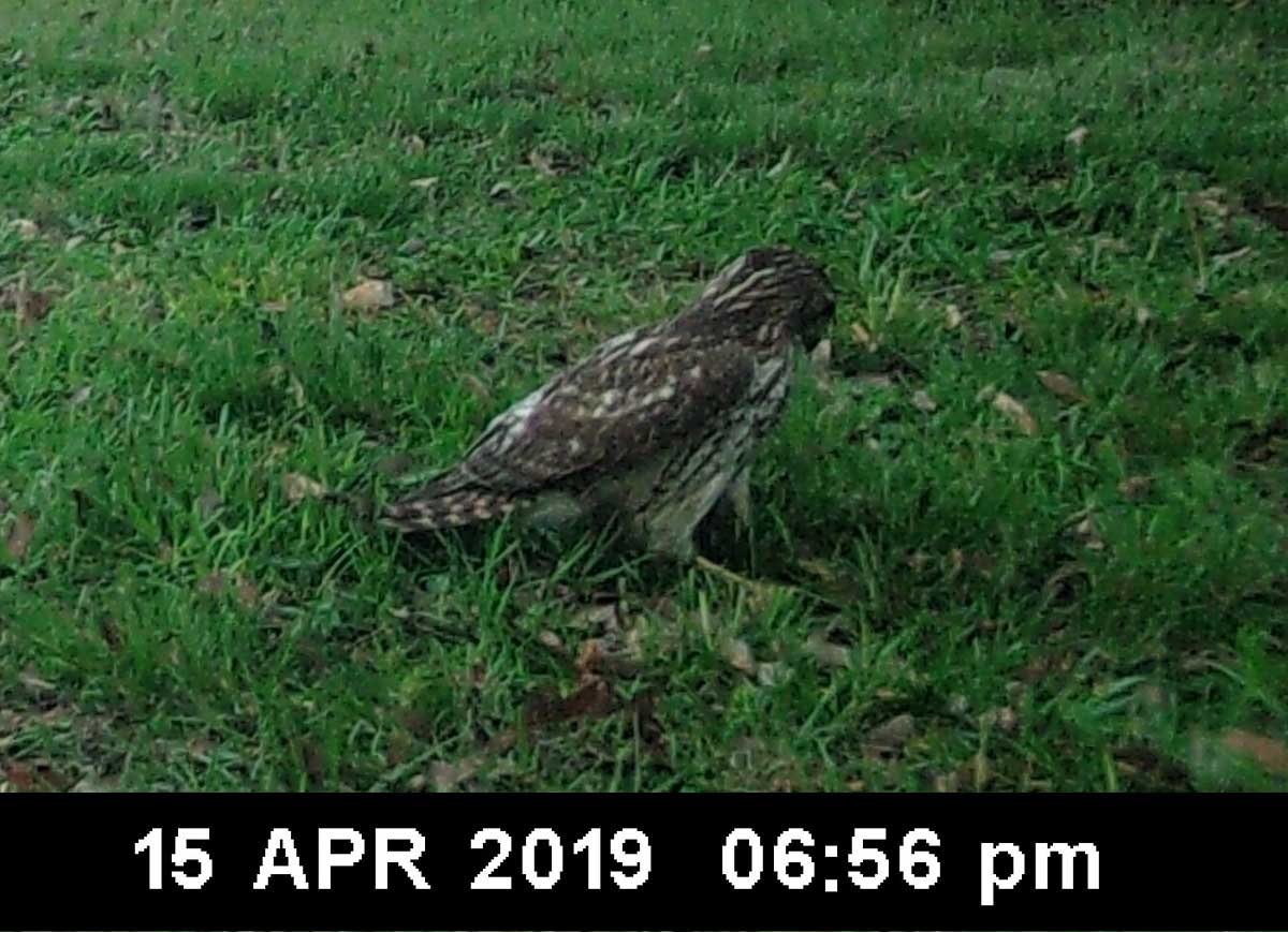 HawkGround.jpg