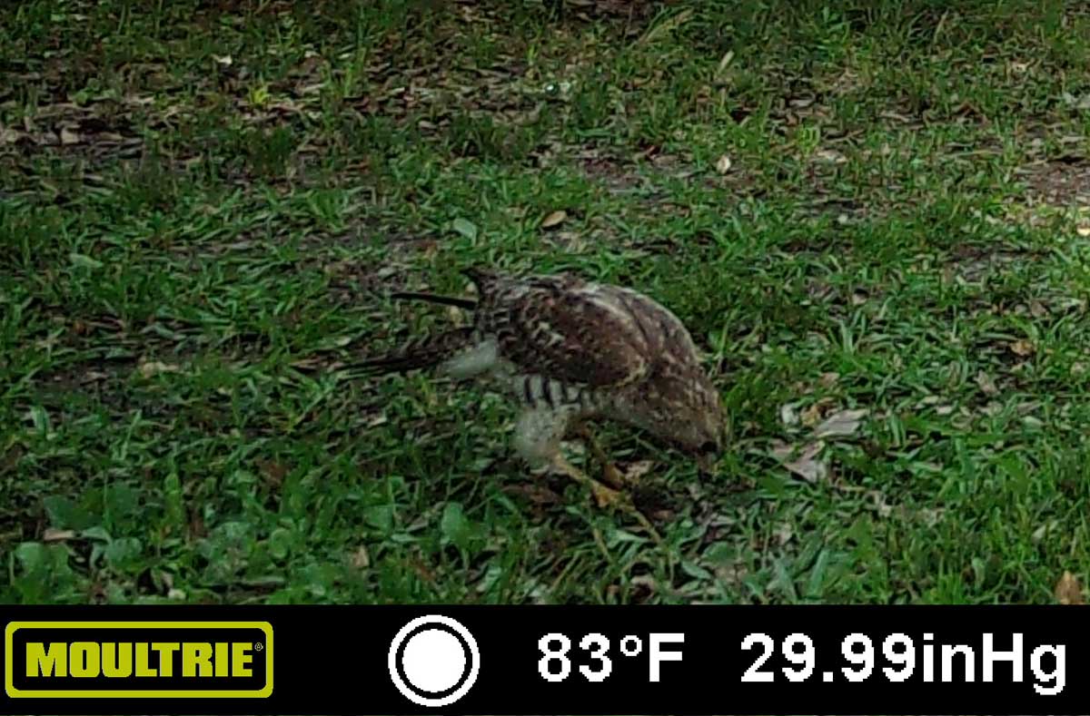 HawkPecking.jpg