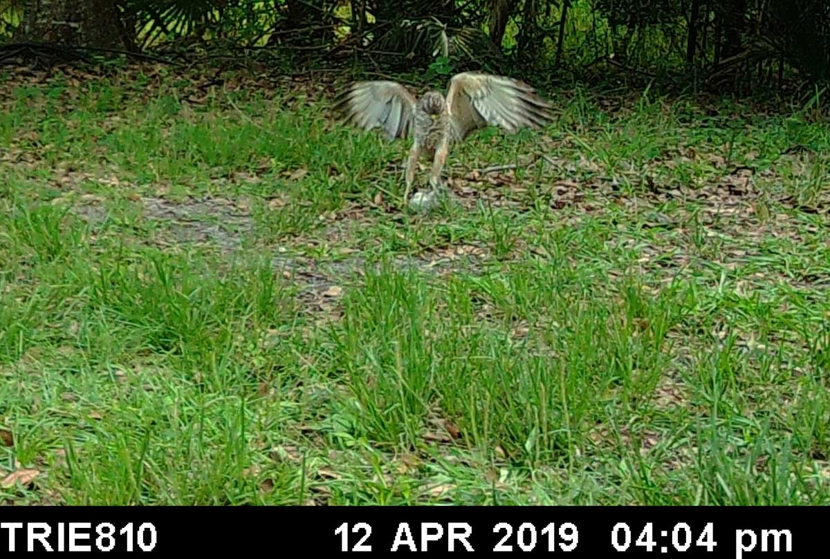 HawknSquirrel.jpg