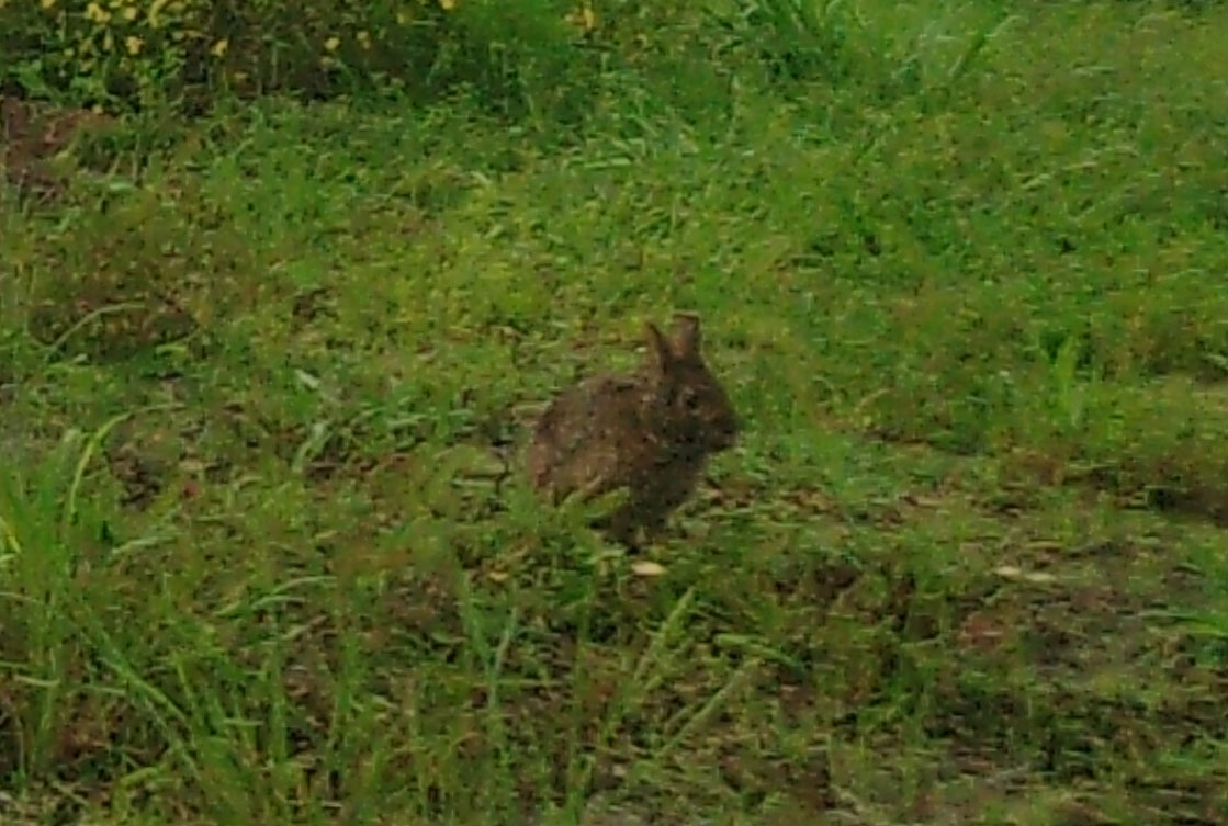 MarshRabbit.jpg
