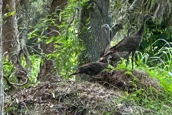MulchPileTurkeys.jpg