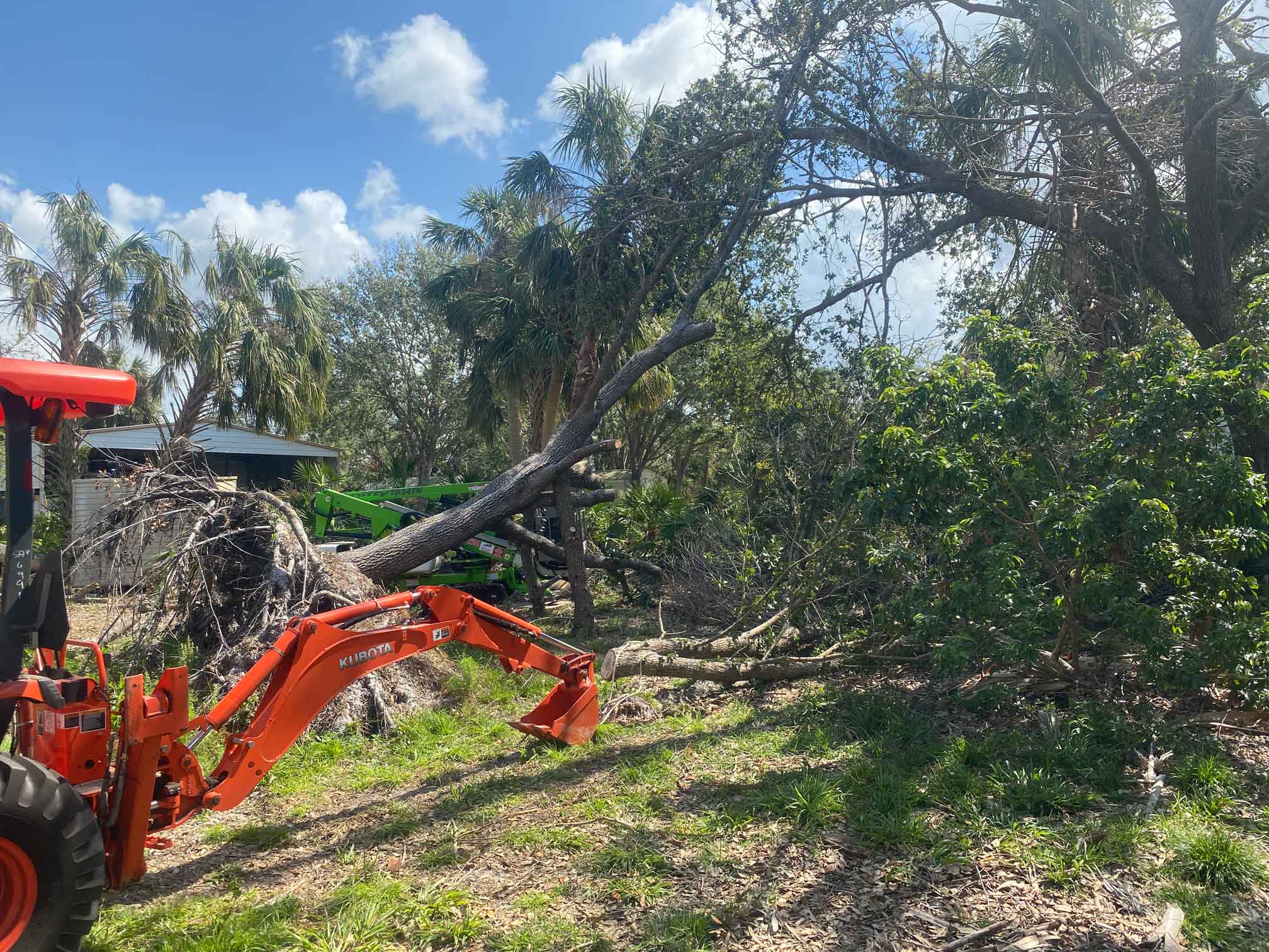 OakBranchDrag.jpg