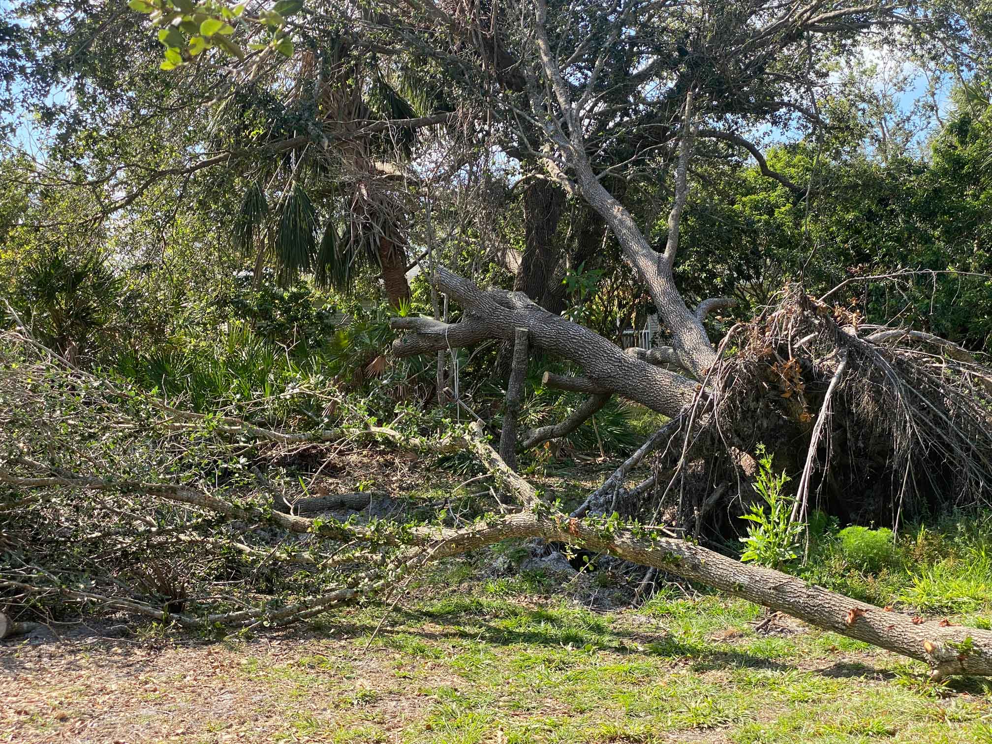 OakHalfCut.jpg
