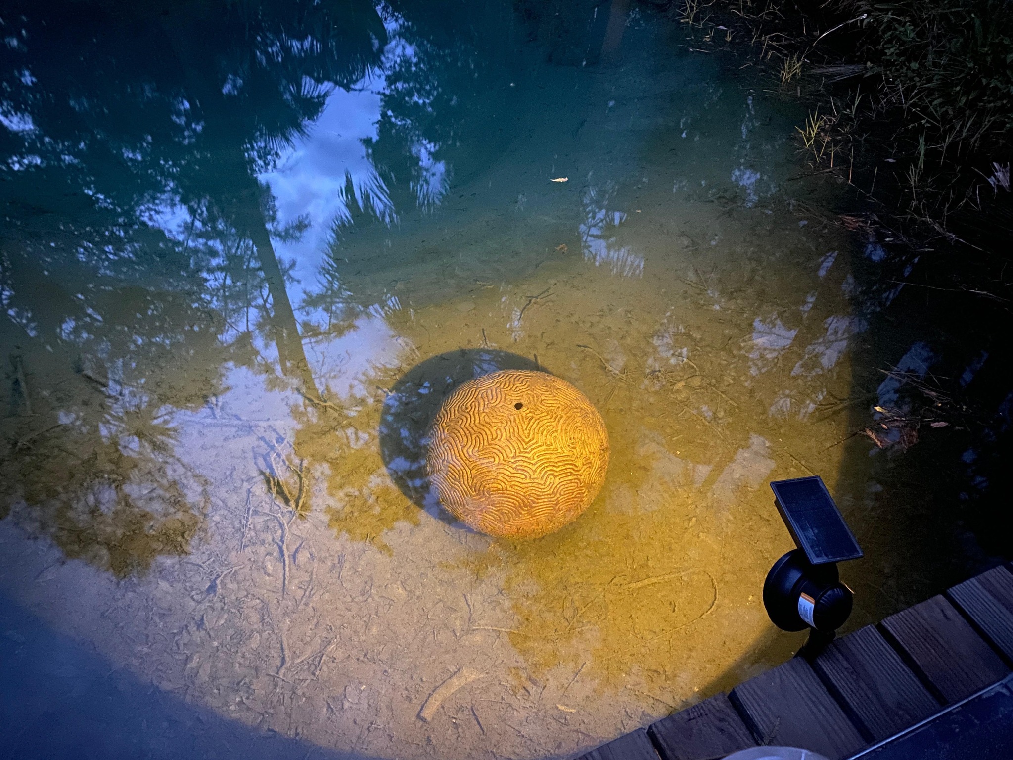 PondBridgeLight2023.jpg