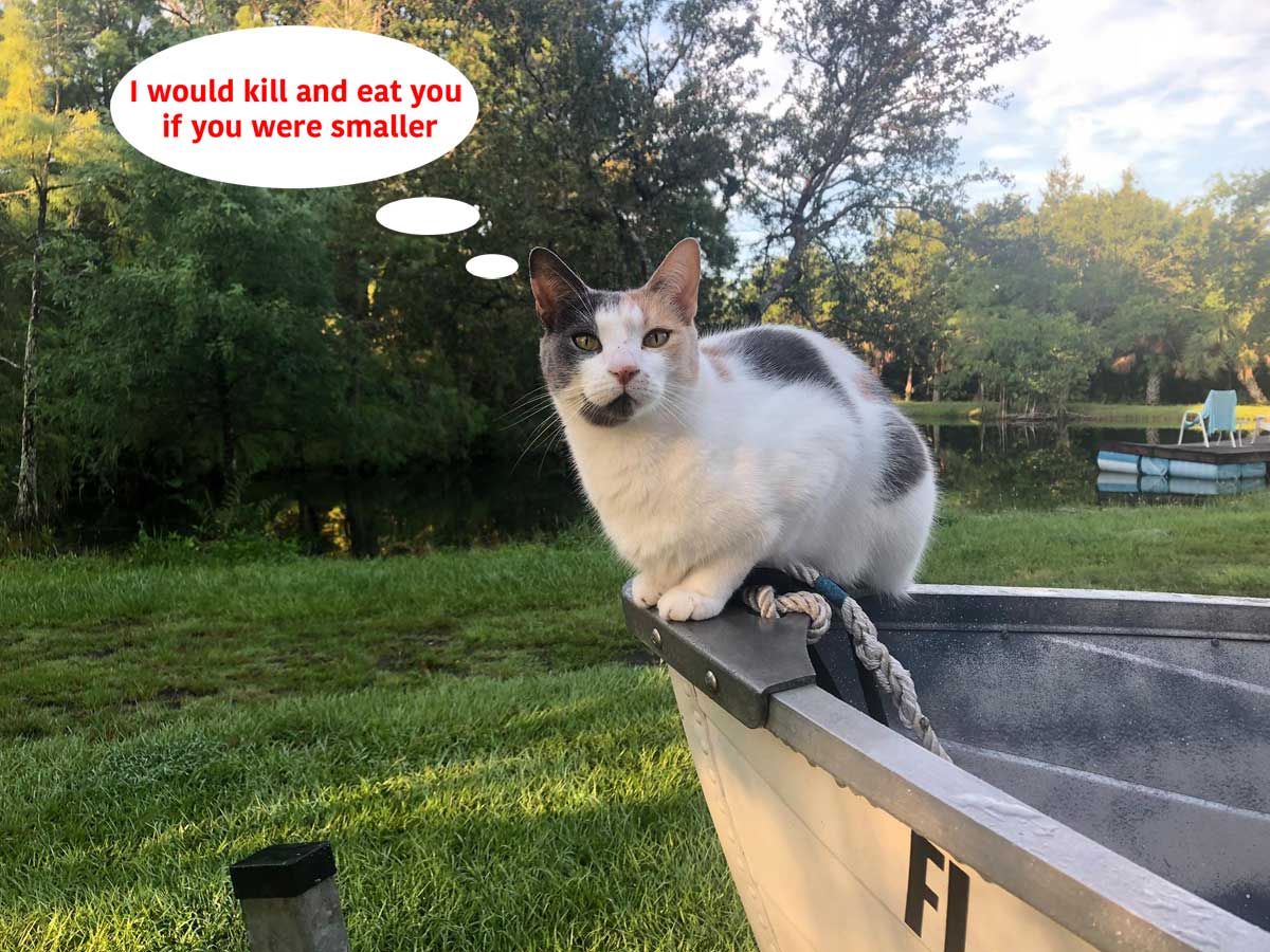 SkiffKitty.jpg
