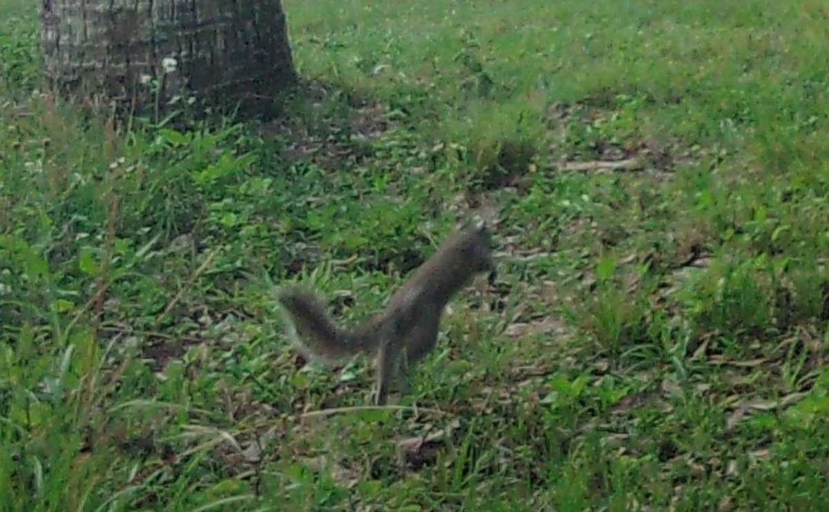 SuperSquirrel.jpg