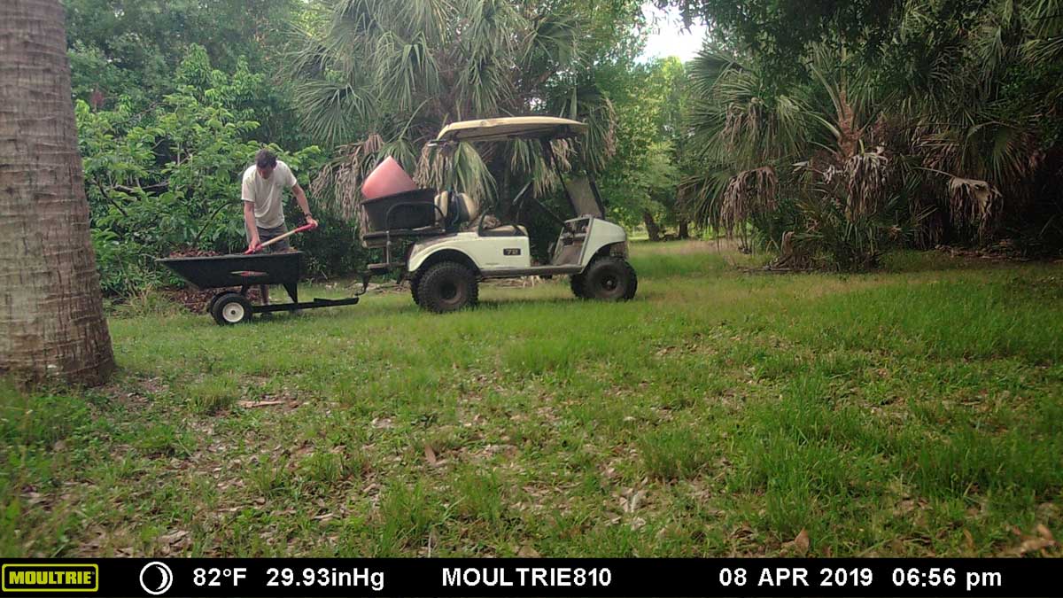 mulching.jpg