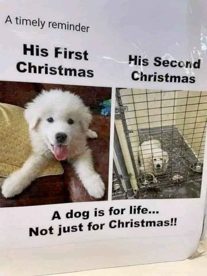 xmasdog.jpg