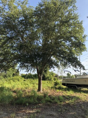Oak
