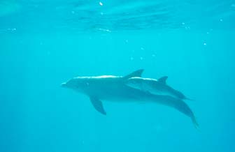 Mother and baby dolphin