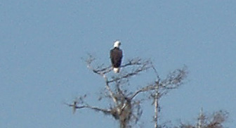Bald eagle