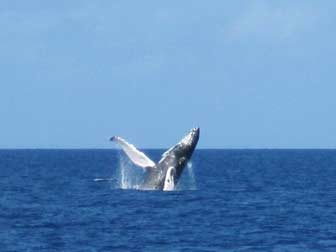 Humpback Whale Breach