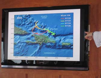 Caribbean Whale Movements