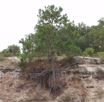 Clinging pine