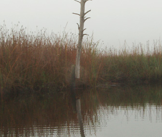 Magic levitating cypress