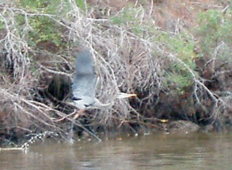 A heron taking off