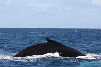 Humpback Dorsal