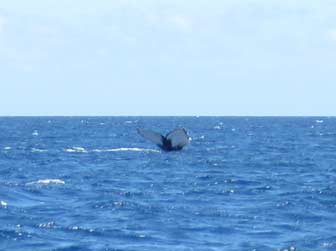 Humpback Fluke