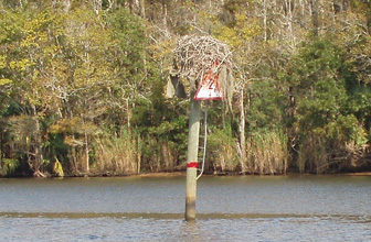 Osprey nest