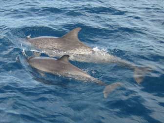 Pantropical Spotted Dolphin with Baby