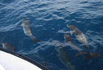 Pantropical Spotted Dolphins