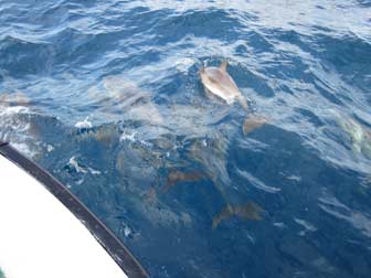 Pantropical Spotted Dolphins