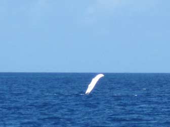 Humpback Whale Pec Slap