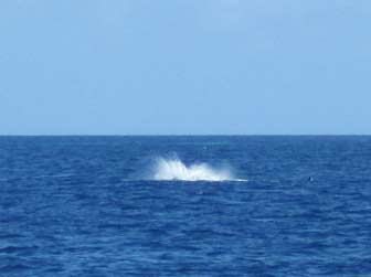 Humpback Whale Pec Slap Splash