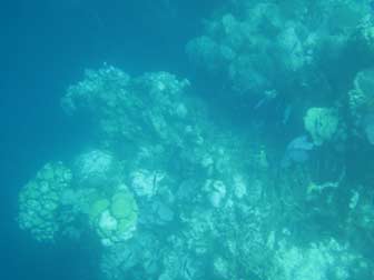 Reef Underwater