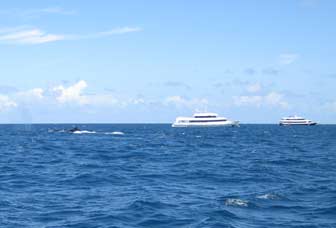 Rowdies Near Moorings