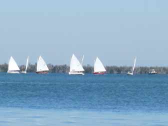 Sandpipers tacking upwind