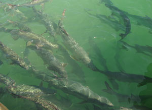 The tarpon at Robbie's in Islamorada