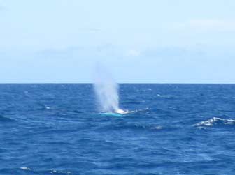 Humpback Whale Blows
