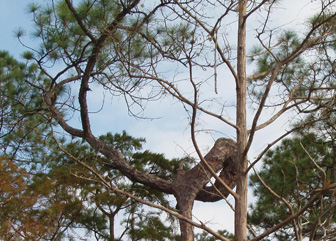 Oddly shaped pine tree