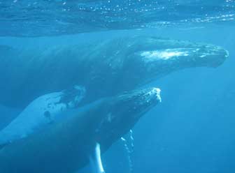 Whales Surfacing