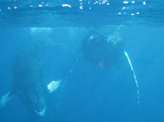 Whales Turn