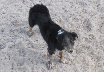 Sandy Faced Cowdog