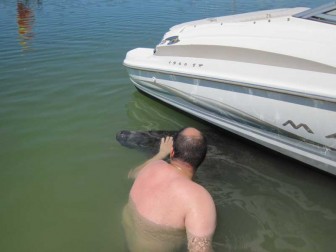 Petting A Manatee