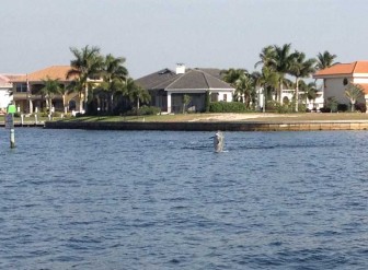 Dolphin Jump Closeup